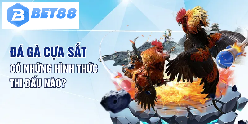 Đá gà cựa sắt có những hình thức thi đấu nào?