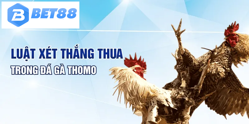 Luật xét thắng thua trong đá gà Thomo