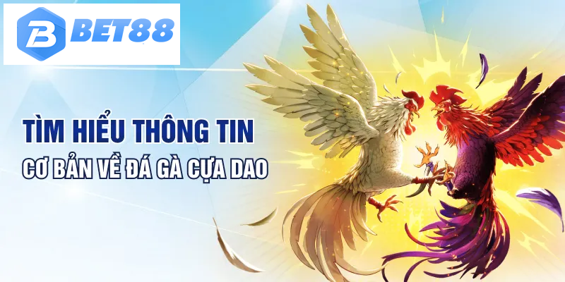 Tìm hiểu thông tin cơ bản về đá gà cựa dao